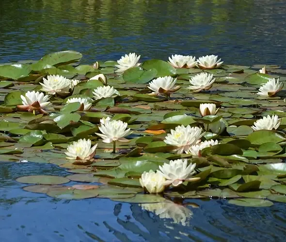Waterflower Lake and Dorbantavank
